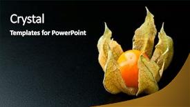  Presentation with fruit - Presentation theme consisting of bladder - detail of alkekengi fruit background background and a black colored foreground