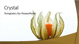  Presentation with fruit - Beautiful slide set featuring bladder - detail of alkekengi fruit background backdrop and a white colored foreground