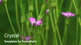  Presentation with bladder - Theme with bladder - silene vulgaris background and a tawny brown colored foreground