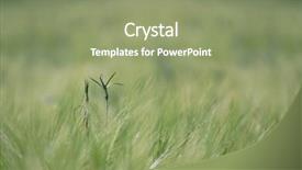  Presentation with blade - Theme featuring ground sparse - blade of grass background and a seafoam green colored foreground