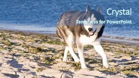  Presentation with husky - Cool new PPT theme with blak - husky running on the beach backdrop and a ocean colored foreground
