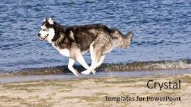  Presentation with husky - PPT layouts featuring blak - husky running on the beach background and a soft green colored foreground
