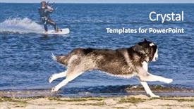  Presentation with husky - Beautiful theme featuring blak - husky running on the beach backdrop and a teal colored foreground