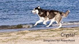  Presentation with husky - Slides with blak - husky running on the beach background and a soft green colored foreground