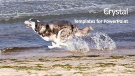  Presentation with husky - Beautiful presentation theme featuring blak - husky running on the beach backdrop and a gray colored foreground