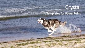  Presentation with husky - Colorful slides enhanced with blak - husky running on the beach backdrop and a gray colored foreground