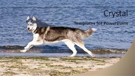  Presentation with husky - Theme consisting of blak - husky running on the beach background and a teal colored foreground