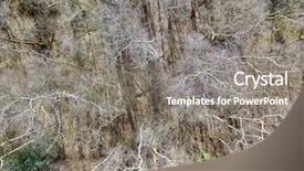  Presentation with winter evergreen forest - Slides having forest silver birch trees bleak background and a gray colored foreground