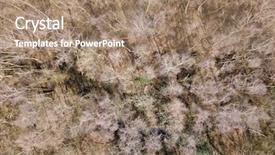  Presentation with forest winter - Beautiful PPT layouts featuring forest silver birch trees bleak backdrop and a coral colored foreground