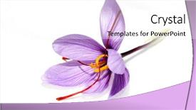  Presentation with saffron flower - Theme having blnad - saffron flower background and a white colored foreground