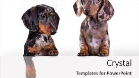  Presentation with dachshund - Slide deck featuring blank billboard dog above banner background and a light gray colored foreground