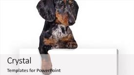  Presentation with dog - Beautiful presentation theme featuring blank billboard dog above banner backdrop and a light gray colored foreground