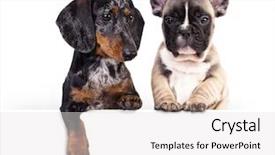  Presentation with dog - Cool new slide set with blank billboard dog above banner backdrop and a white colored foreground