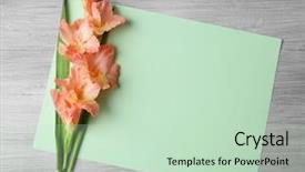  Presentation with blank - Amazing PPT theme having blank card with beautiful gladiolus backdrop and a soft green colored foreground