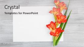  Presentation with blank - Slides with blank card with beautiful gladiolus background and a lemonade colored foreground