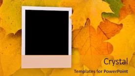  Presentation with maple leaves - Colorful slides enhanced with blank card with soft shadow on the maple leaves background backdrop and a gold colored foreground