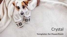  Presentation with pet - Slide deck enhanced with blanket in cold autumn weather background and a light gray colored foreground