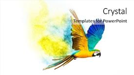  Presentation with white dove flying - Colorful presentation theme enhanced with blast - colourful flying parrot isolated backdrop and a white colored foreground