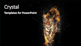 Presentation with black women teach - Beautiful slide set featuring blazzing tiger over black background backdrop and a black colored foreground