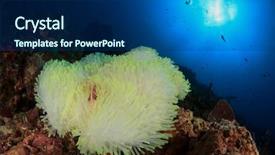  Presentation with bleached - Colorful slide set enhanced with bleached white anemone on coral backdrop and a ocean colored foreground