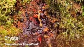  Presentation with blood - Amazing presentation theme having bleeding blood red sap backdrop and a tawny brown colored foreground