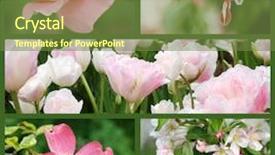  Presentation with dogwood - Slide set consisting of yellow pepper isolated on a white background with a clipping path background and a yellow colored foreground