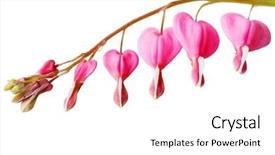  Presentation with cute flower heart - Presentation design having bleeding heart flower isolated background and a white colored foreground