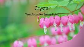  Presentation with heart flowers - Slide deck consisting of bleeding heart flowers plant detail background and a seafoam green colored foreground