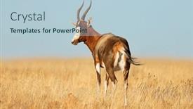  Presentation with south africa - PPT theme having blesbok-antelope-damaliscus-pygargus-standing background and a light blue colored foreground
