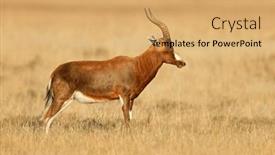  Presentation with south africa - Presentation theme featuring blesbok-antelope-damaliscus-pygargus background and a yellow colored foreground