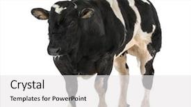  Presentation with blue - Beautiful PPT layouts featuring bleu yellow - belgian blue bull 16 months backdrop and a white colored foreground