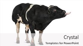  Presentation with blue - PPT layouts having bleu yellow - belgian blue bull 16 months background and a white colored foreground