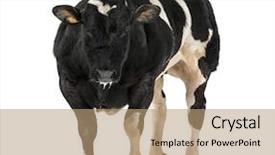  Presentation with blue flower bulb field - Audience pleasing slide deck consisting of bleu yellow - belgian blue bull 16 months backdrop and a  colored foreground