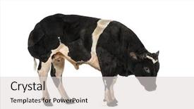  Presentation with blue - Slide set consisting of bleu yellow - belgian blue bull 16 months background and a  colored foreground