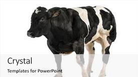  Presentation with blue flower bulb field - Beautiful slide deck featuring bleu yellow - belgian blue bull 16 months backdrop and a  colored foreground