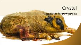  Presentation with blue - Colorful slide deck enhanced with bleu yellow - belgian blue calf 3 minutes backdrop and a blonde colored foreground