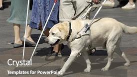  Presentation with blind people - Colorful slides enhanced with blind - guide dog is helping bilnd backdrop and a gray colored foreground