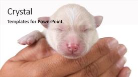  Presentation with newborn - Cool new PPT theme with blind dog - white newborn pomeranian puppy backdrop and a  colored foreground