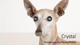  Presentation with greyhound - Colorful PPT theme enhanced with blind dog italian greyhound - eyes backdrop and a lemonade colored foreground