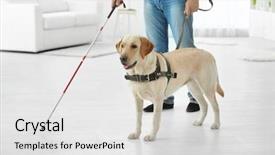  Presentation with guide dog - Audience pleasing presentation consisting of blind man with guide dog backdrop and a white colored foreground