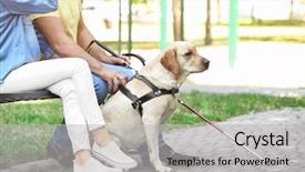  Presentation with dog park - Beautiful PPT theme featuring blind man with guide backdrop and a light gray colored foreground