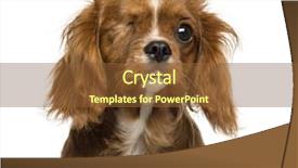  Presentation with king - Colorful slides enhanced with blind shot - close-up of a one-eyed cavalier backdrop and a tawny brown colored foreground