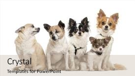  Presentation with group of wildlife crocodile isolated - Amazing slide deck having blind shot - group of chihuahua sitting isolated backdrop and a  colored foreground