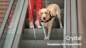  Presentation with blind stick - Cool new PPT theme with blind woman with guide dog backdrop and a dark gray colored foreground