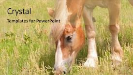  Presentation with grazing - Slide deck featuring blond belgian draft horse grazing in pasture background and a yellow colored foreground