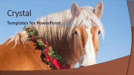  Presentation with horse - Slides consisting of blond belgian draft horse looking background and a light blue colored foreground