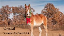  Presentation with red bow - Amazing theme having blond belgian draft horse standing backdrop and a coral colored foreground