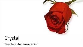  Presentation with blood - Presentation theme enhanced with blood flower - rose background and a white colored foreground