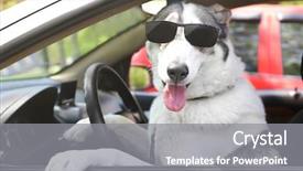  Presentation with dog baby cute child - Colorful PPT layouts enhanced with cute dog in sunglasses sitting backdrop and a gray colored foreground