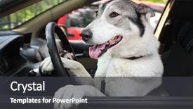  Presentation with cute cat and dog - Beautiful PPT theme featuring cute dog in the car backdrop and a gray colored foreground